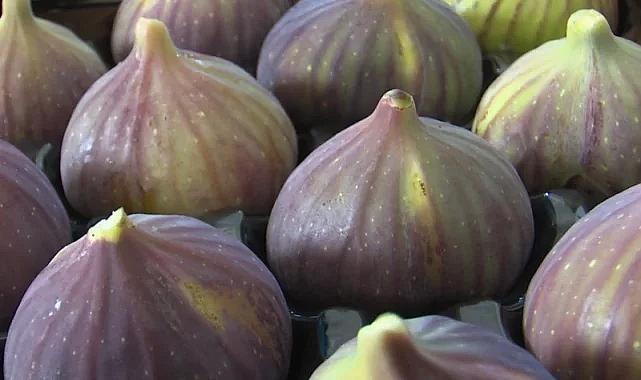 Bursa siyah inciri AB'den coğrafi işaret tescili aldı