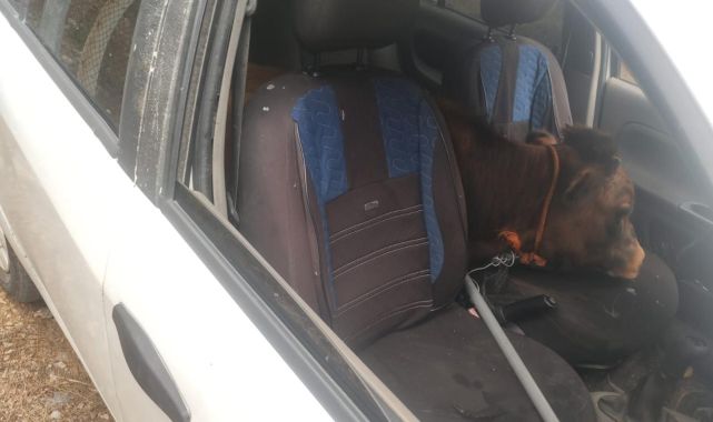 Otomobille dana çalmışlar