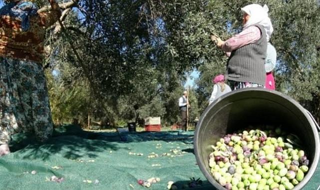 Bursa'da zeytin toplama yevmiyeleri belli oldu!