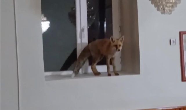 Camiye giren tilki cemaati gülümsetti