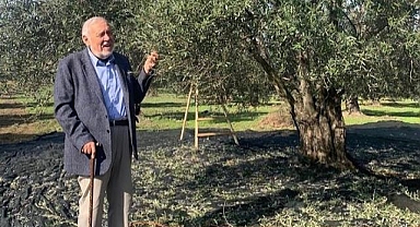 İlber Ortaylı: Hepiniz zeytinlik alın ve zeytin yetiştirin
