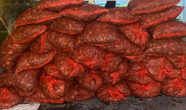 Yurt dışına kaçırılmak istenen 1,2 ton kum midyesine el konuldu