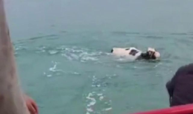 Kasaptan kaçan dana Van Gölü'ne girdi
