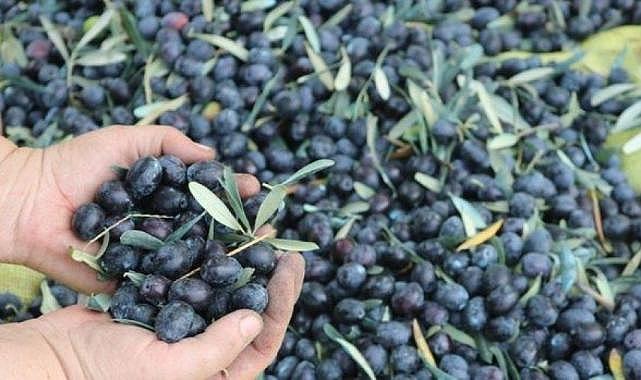 Marmarabirlik'te ilk ödemeler yapılıyor
