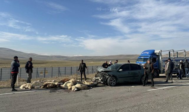 Otomobilin çarptığı 20 küçükbaş hayvan telef oldu
