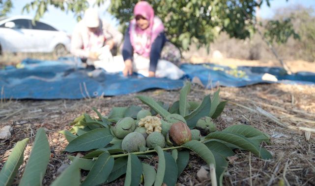 Tescilli Maraş 18 cevizi 25 ülkeye ihraç ediliyor