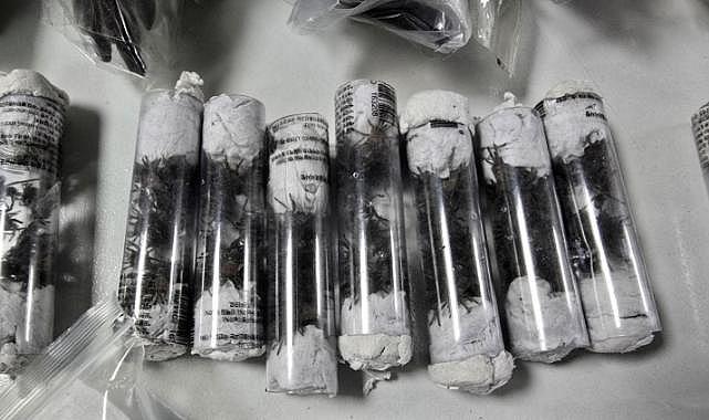 Vücuduna 320 tarantula bağlanmış kaçakçı yakalandı