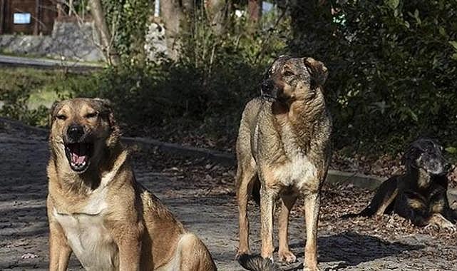 Bodrum'da sahipsiz köpekler 600 tavuğu telef etti