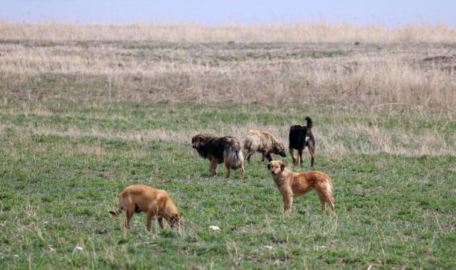 Bodrum'da başıboş köpekler 600 tavuğu telef etti