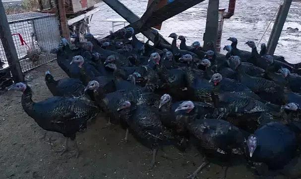 Fiyatı 800 lira zamlanan hindi elde kaldı