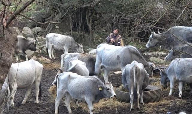 Bursa’da 750 yıllık safkan yerli hayvanları kurşuna dizdiler