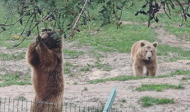 Bursa’da Bir Ayı Barınaktan Firar Eti: Kaçan Ayı Her Yerde Aranıyor