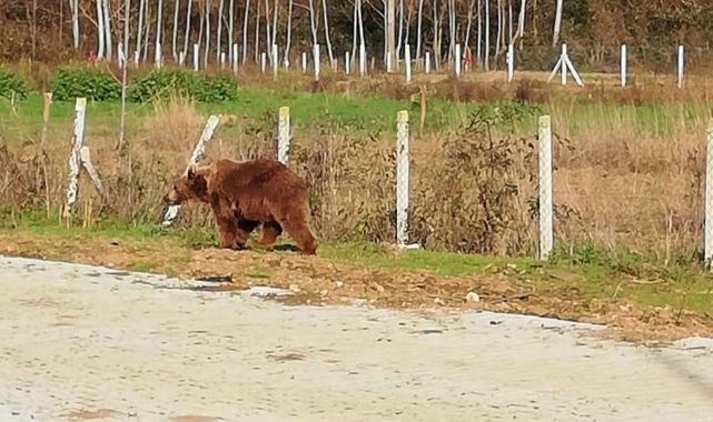 Bursa'da barınaktan kaçan bozayı bulundu