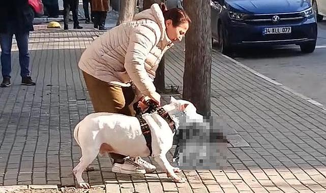 Pitbull, sokak kedisini parçaladı: Köpeğin sahibi tutuklandı