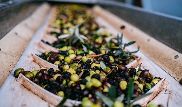 Türkiye'nin zeytin üretimi 2024'te rekora ulaştı
