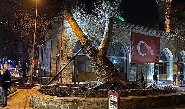 Bursa'da 550 yıllık çınar ağacı kökünden çıkarak devrildi