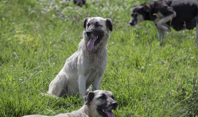 Mersin'de başıboş köpekler 26 küçükbaş gebe hayvanı telef etti