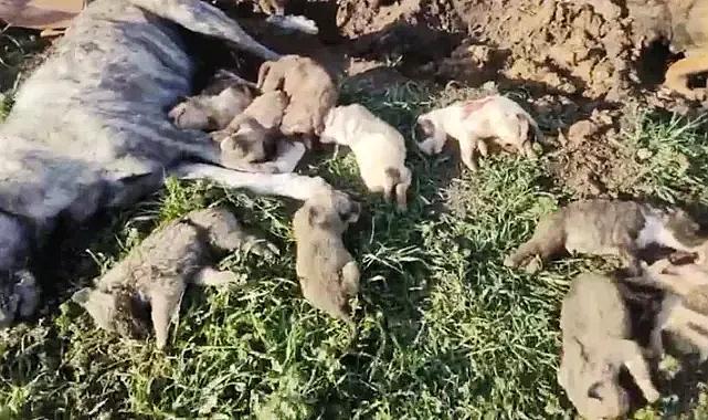 Osmaniye’de 21 köpek ölü bulundu