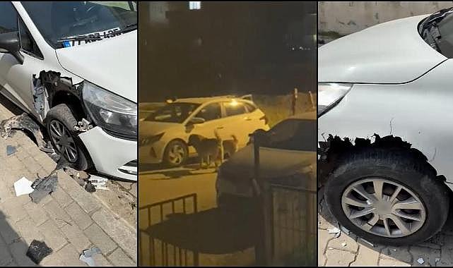 Başıboş köpekler 2 otomobili parçaladı