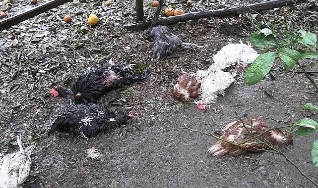 Başıboş sokak köpekleri kümese girdi: 86 tavuk telef oldu