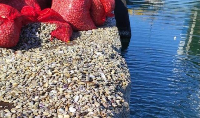 Samsun'da 1,5 ton kaçak avlanan midye ele geçirildi