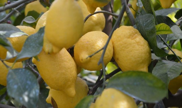 Limon ihracatındaki geçici kısıtlama kaldırıldı