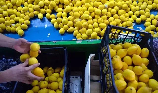Ticaret Bakanlığı limon ihracatını durdurdu
