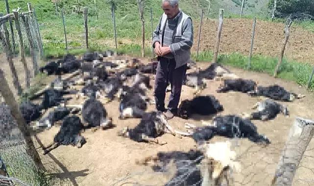 Ağıla giren kurtlar, 49 küçükbaşı öldürdü