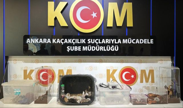 Ankara merkezli operasyonlarda 96 egzotik hayvan ele geçirildi