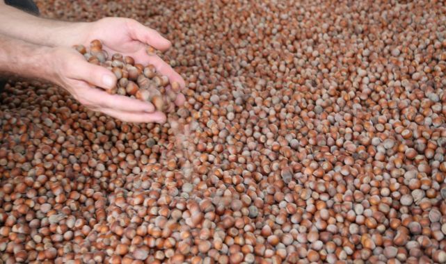 Rekabet Kurumu'ndan fındık alım sezonu öncesi sektöre uyarı