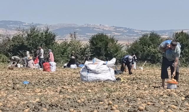 Bursa'da satamadığı patatesleri bedavaya dağıttı