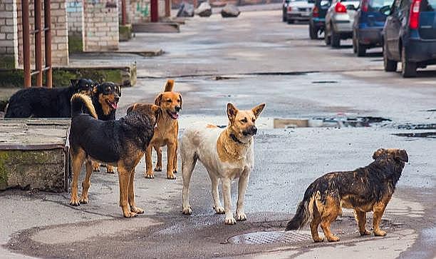 İstanbul Valiliği'nden acil talimat: Sokak köpekleri için toplama kararı verildi