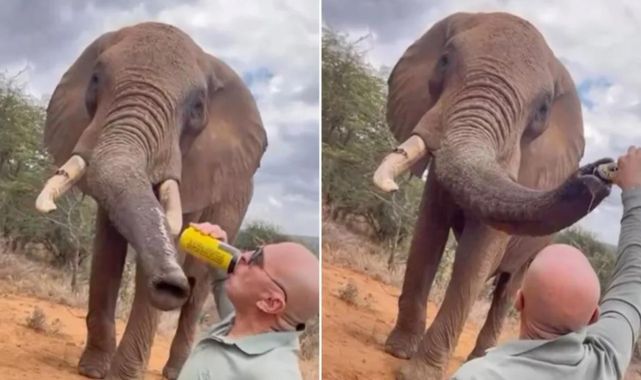 Kenya'da bir turistin filin hortumuna alkol dökmesi öfkeye yol açtı