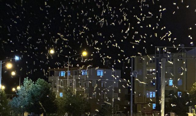 Sineklerin 'ölüm dansı' başladı! Her birinin sadece yarım saatlik ömrü var