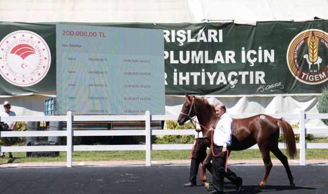 TİGEM, 58 tayın satışından 25 milyon lira gelir elde etti