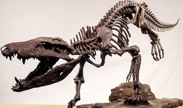 Dinozorlarla beslenen bir timsah keşfedildi