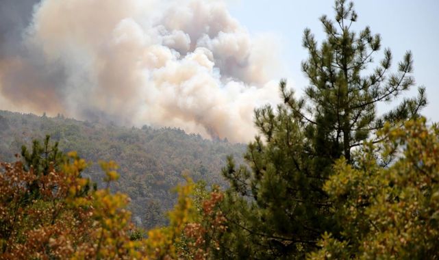 Karabük'te orman yangını: 5 gözaltı