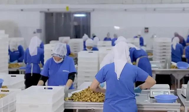 Türkiye'nin önde gelen kuru incir ihracatçılarından Sante Gıda konkordato başvurusunda bulundu.