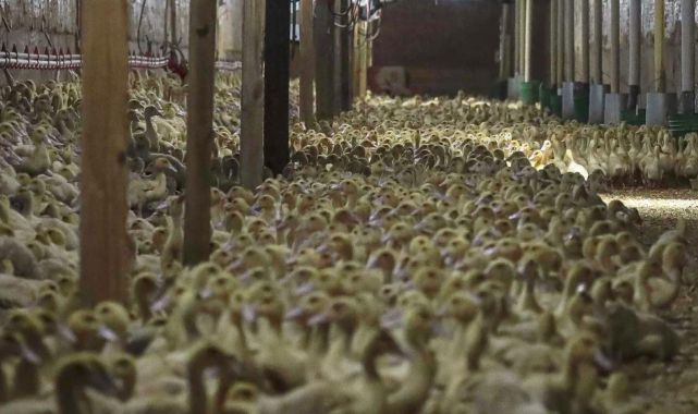 Almanya'da kuş gribi nedeniyle 400 bin fazla hayvan itlaf edildi