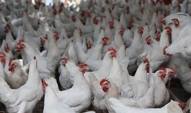 İspanya'da kuş gribi alarmı: 2 milyondan fazla kümes hayvanı itlaf edildi