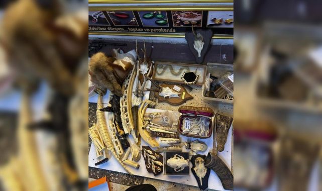 İstanbul'da iş yeri baskını: Fil dişi, timsah derisi ve trofeler yakalandı