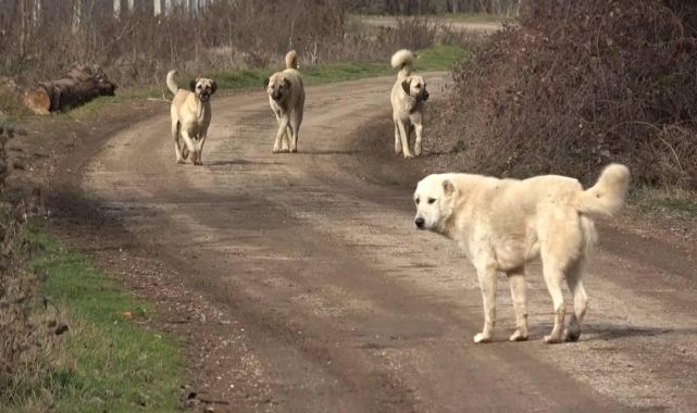 Şanlıurfa'da başıboş köpekler 5 koyunu telef etti