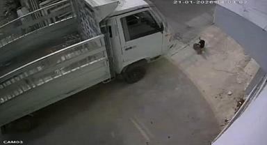 Kamyonetiyle kediyi ezen sürücüye 1 ay hayvan barınağında çalışma cezası