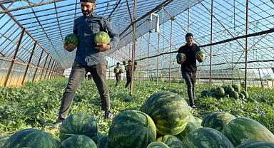 Antalya'da seralarda yetiştirilen sezonun ilk karpuzları hasat ediliyor