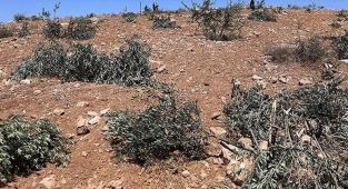 Batı Şeria’da zeytinliklere saldırı