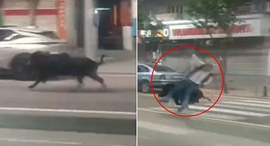 Batman'da kent merkezine inen yaban domuzu 3 kişiyi yaraladı