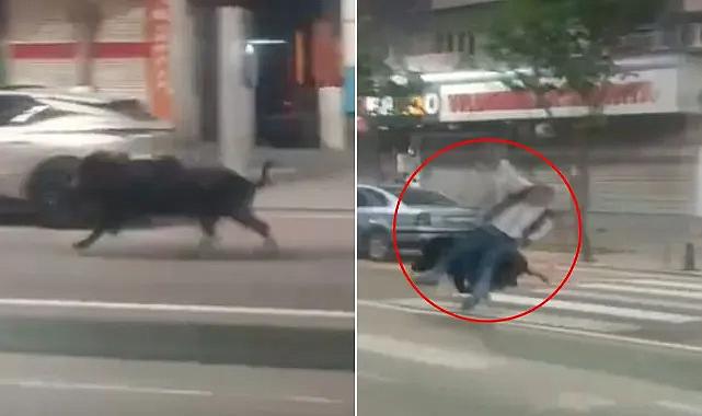 Batman'da kent merkezine inen yaban domuzu 3 kişiyi yaraladı