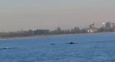 İstanbul'da Küçükçekmece Sahili'nde yunuslar görüntülendi