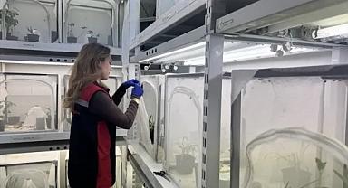 Kahverengi kokarcayla mücadele için 1,6 milyon samuray arı savaş verecek