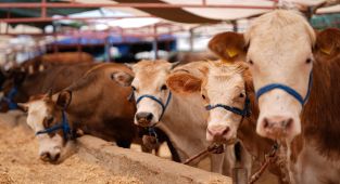 Kurban satış ve kesim yerlerinde tedbirler artırıldı